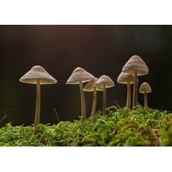 Mushrooms - edible cake topper