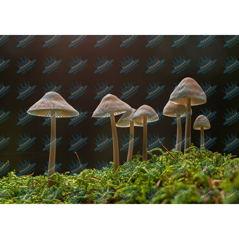 Mushrooms - edible cake topper