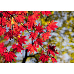 Maple leaves - edible cake topper