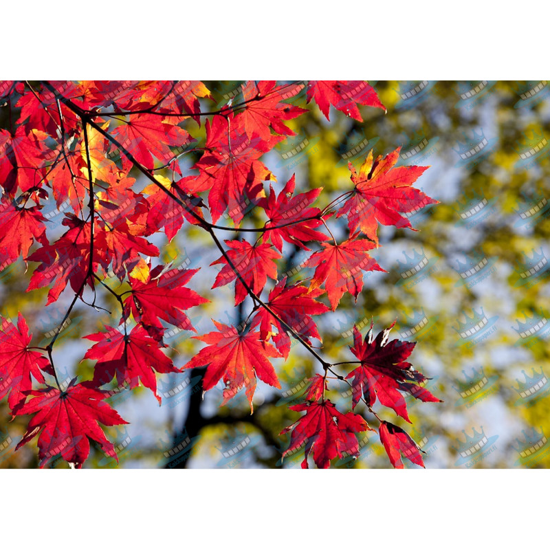 Maple leaves - edible cake topper