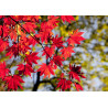 Maple leaves - edible cake topper