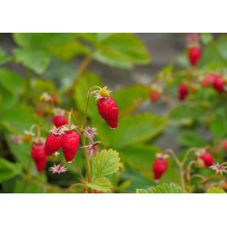 Wild strawberries - edible cake topper