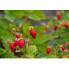 Wild strawberries - edible cake topper