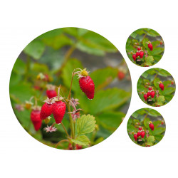 Wild strawberries - edible cake topper