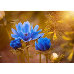 Blue flowers - edible cake topper