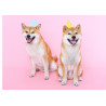 Partying Shiba Inu dogs - Edible cake topper