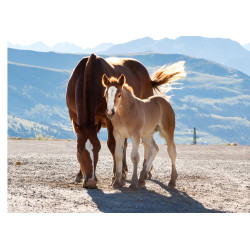 A mare and her foal - Edible cake topper