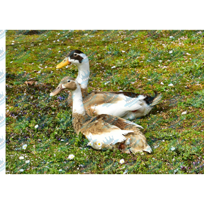 Ducks - Edible cake topper