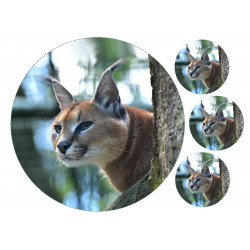 Caracal - Edible cake topper