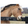 Resting horse - Edible cake topper