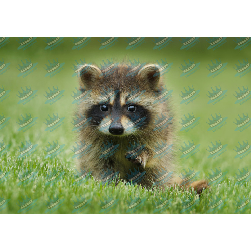 Raccoon dog pup - Edible cake topper