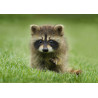 Raccoon dog pup - Edible cake topper