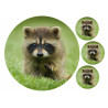 Raccoon dog pup - Edible cake topper