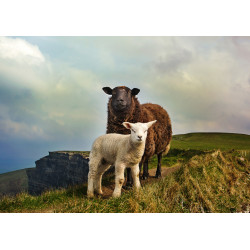 Sheep - Edible cake topper