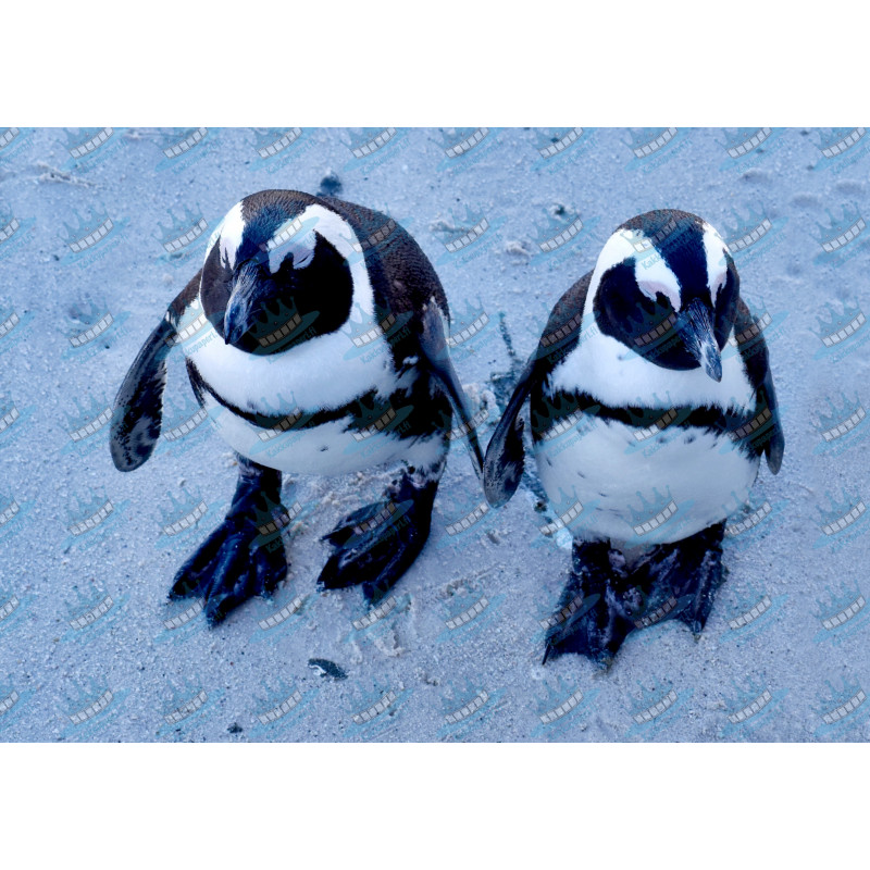 African penguins - Edible cake topper