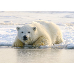 Polar bear - Edible cake topper