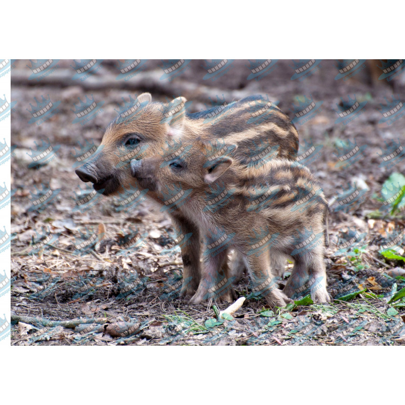 Wild boar piglets - Edible cake topper