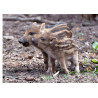 Wild boar piglets - Edible cake topper