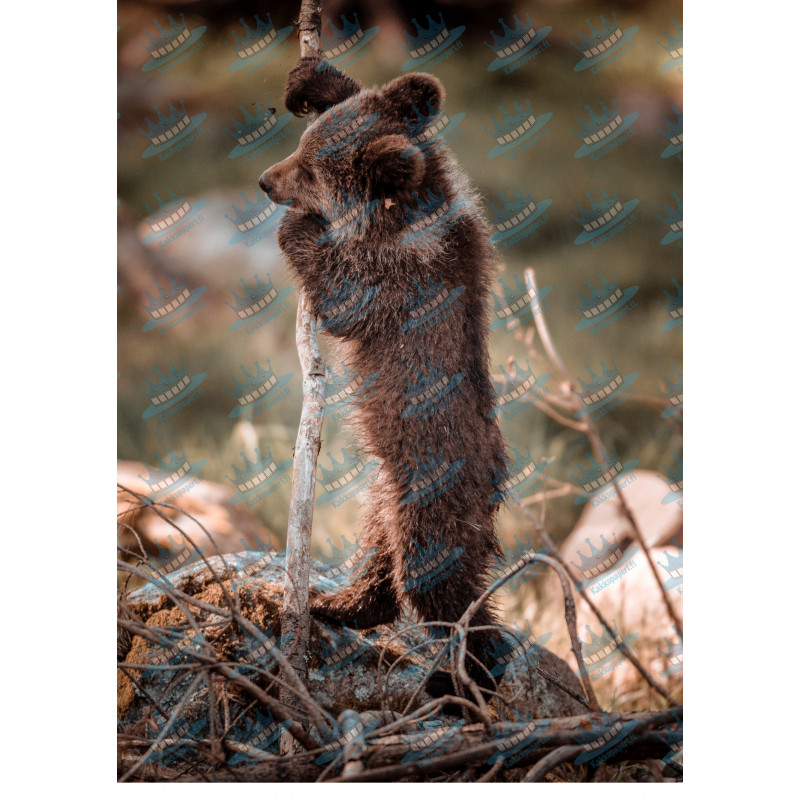 Bear cub playing - Edible cake topper