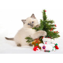 Kitten and Christmas decorations - edible cake topper