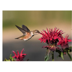 Hummingbird - Edible cake topper