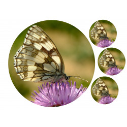 Butterfly - Edible cake topper