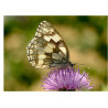 Butterfly - Edible cake topper