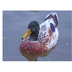 Duck - Edible cake topper