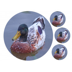 Duck - Edible cake topper