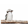 Bird Kookaburra - Edible cake topper