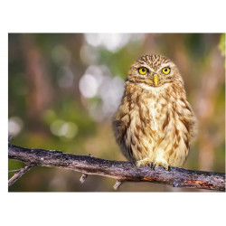 Bird Owl - Edible cake topper