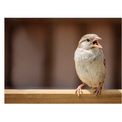 Bird Sparrow - Edible cake topper