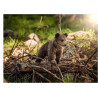 Brown Bear Cub - Edible cake topper