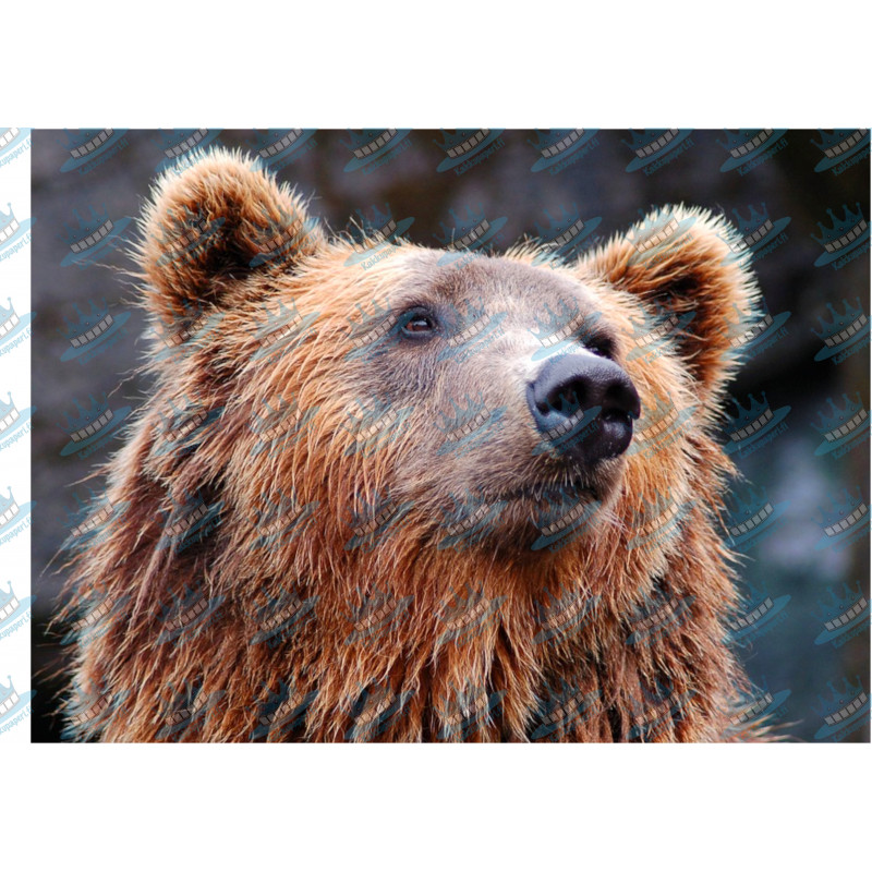 Brown Bear Face - Edible cake topper