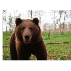 Brown Bear Incoming - Edible cake topper