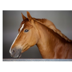 Brown Horse Closeup - Edible cake topper