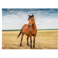 Brown Horse In Field - Edible cake topper