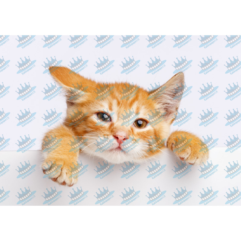 Cat Ginger Kitten Above Wall - Edible cake topper