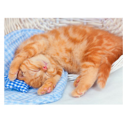 Cat Ginger Kitten Sleeping - Edible cake topper