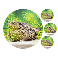 Frog - Edible cake topper