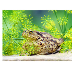 Frog - Edible cake topper