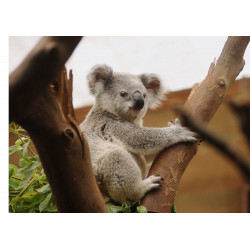 Koala - En ätbar tårtbild för en kaka