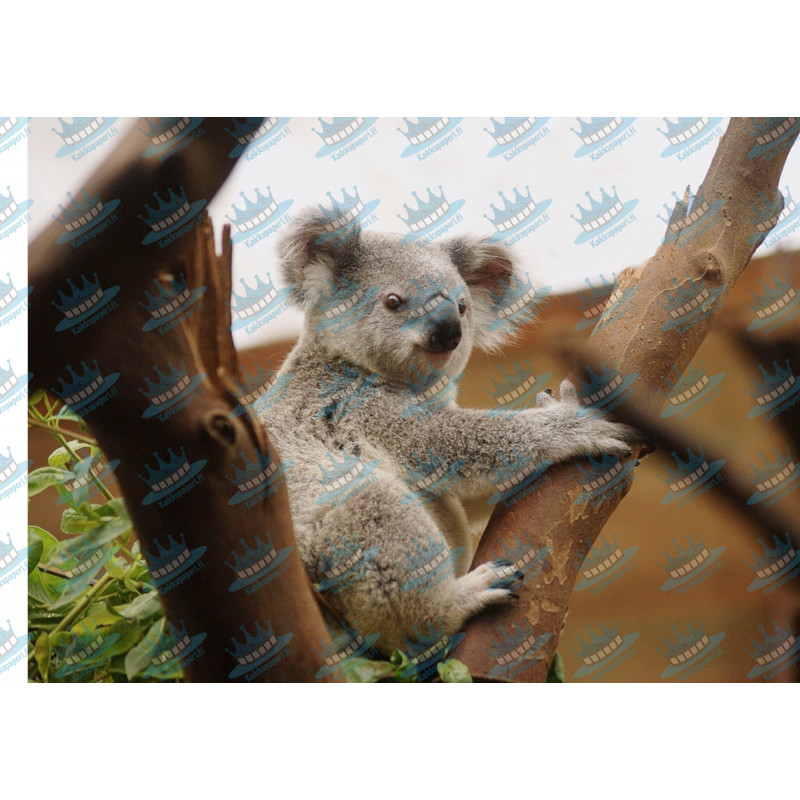 Koala - Edible cake topper