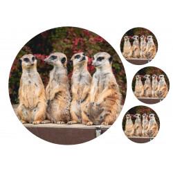 Meerkats - Edible cake topper