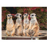 Meerkats - Edible cake topper