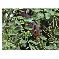 Squirrel - Edible cake topper