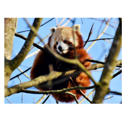 Röd panda - En ätbar tårtbild för en kaka