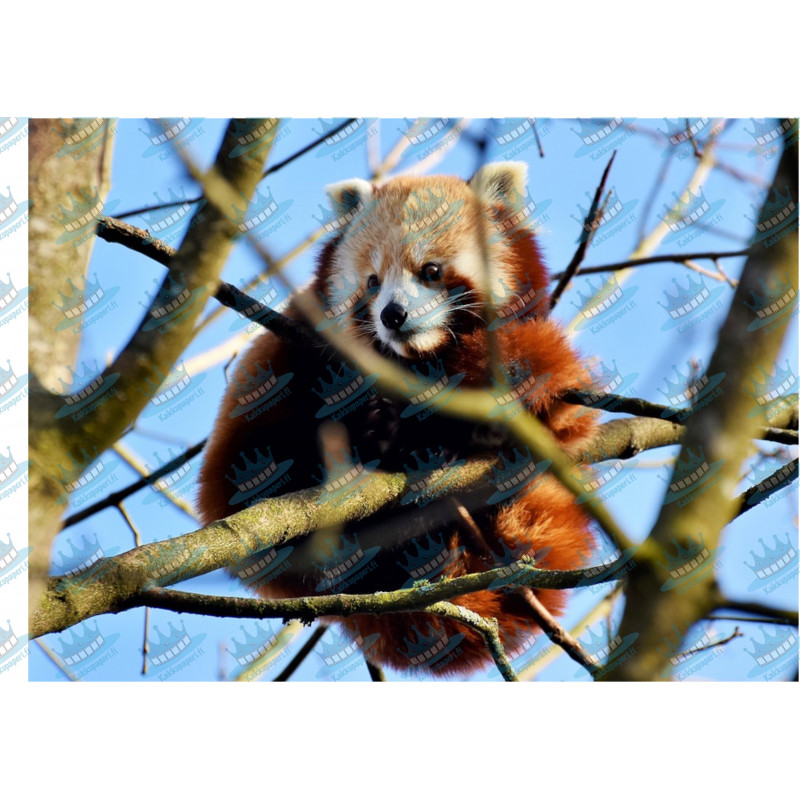 Röd panda - En ätbar tårtbild för en kaka