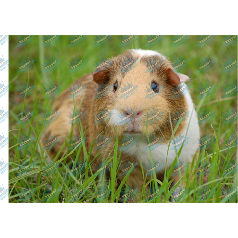 Guinea Pig - Edible cake topper