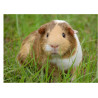 Guinea Pig - Edible cake topper